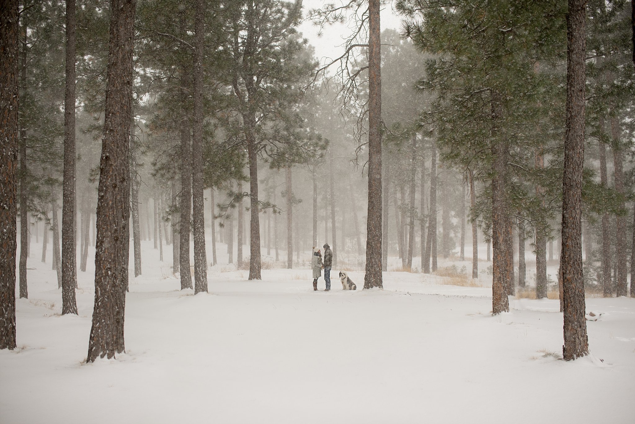 Denver Wedding Photographer, Colorado Engagement, Snow Engagement, Forest Engagement, Engaged in Colorado, Elizabeth Ann Photography_0937