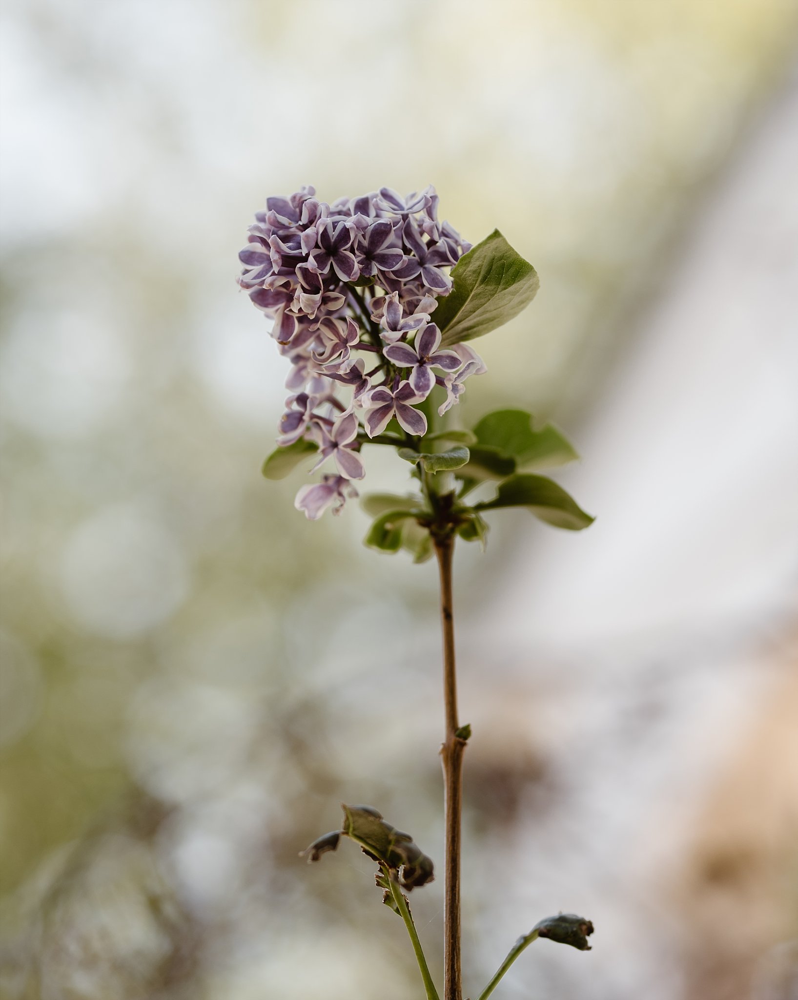 Evergreen Lakehouse Wedding