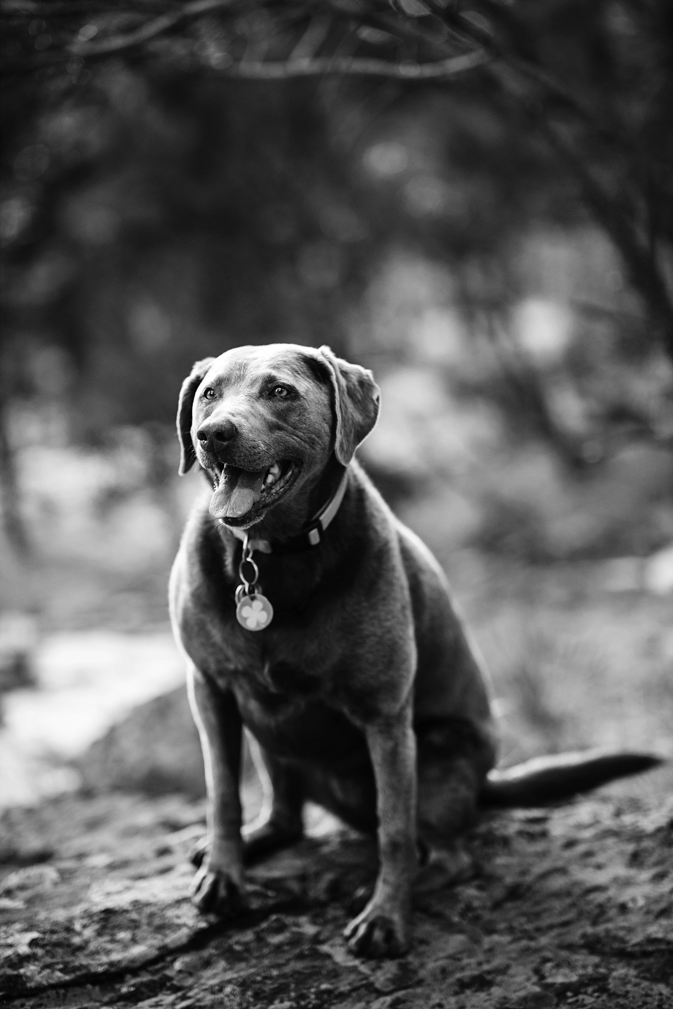 Lookout Mountain Nature Center, Denver Wedding Photographer
