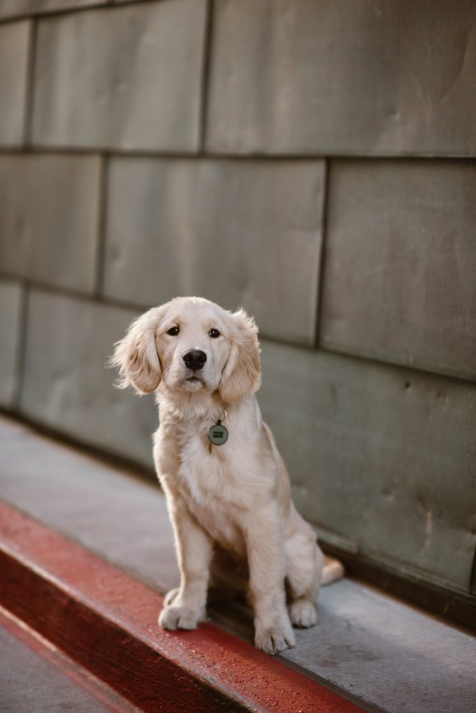 Denver Engagement Photos