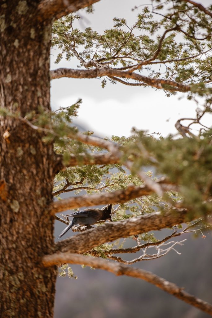 Colorado Engagement Photos