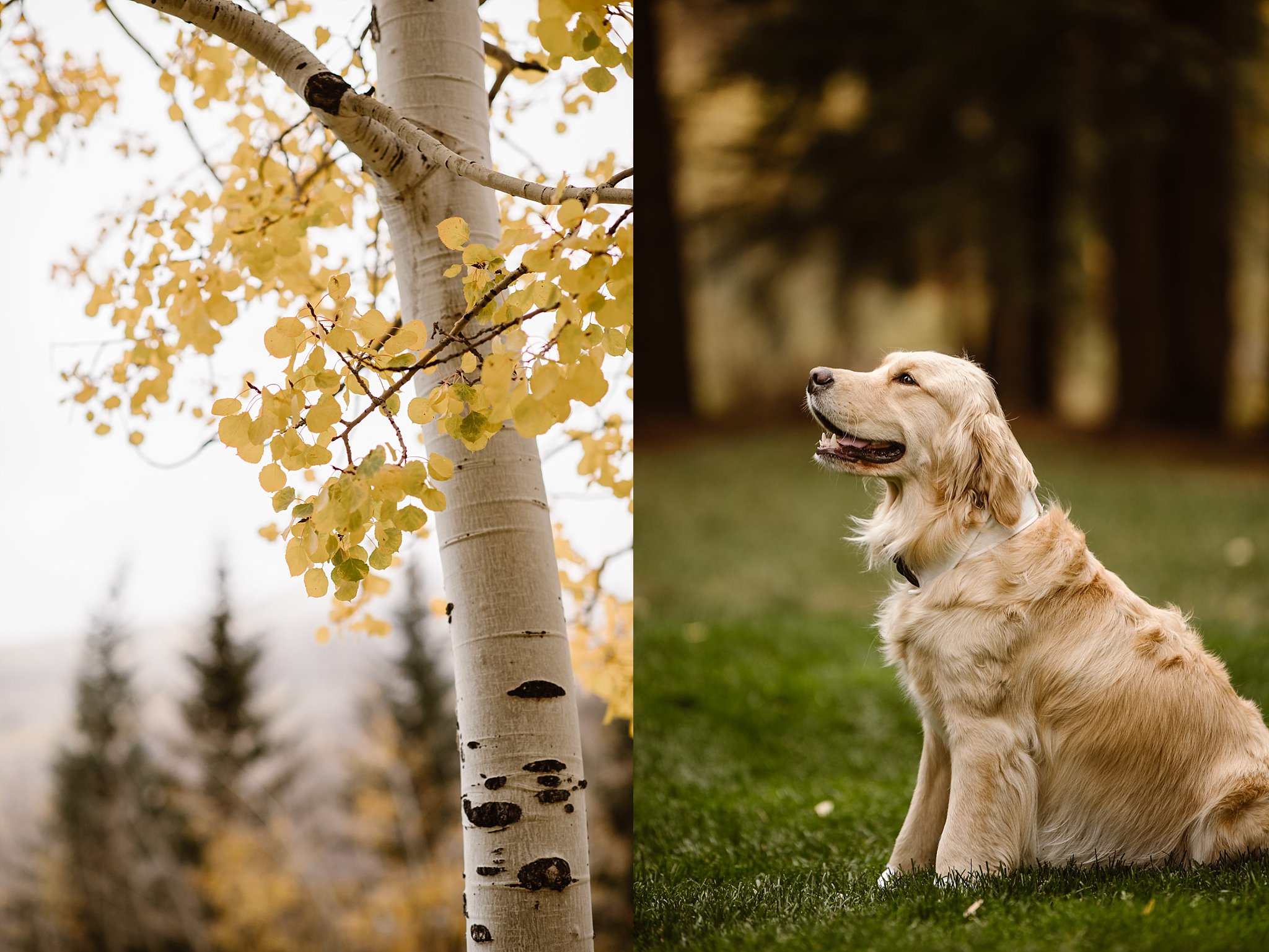 Larkspur Vail Wedding