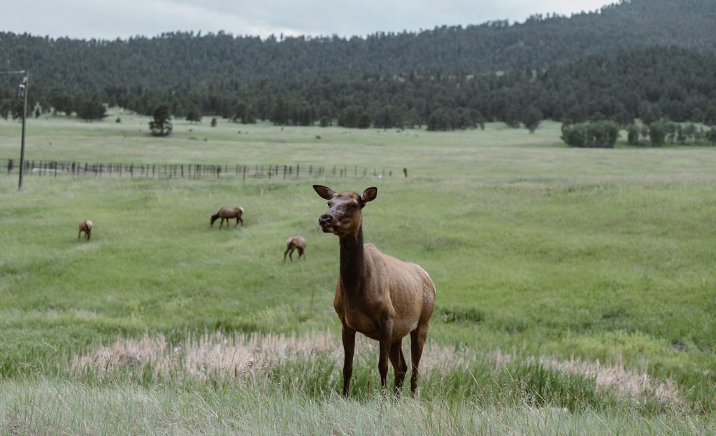 Evergreen Lakehouse Wedding 