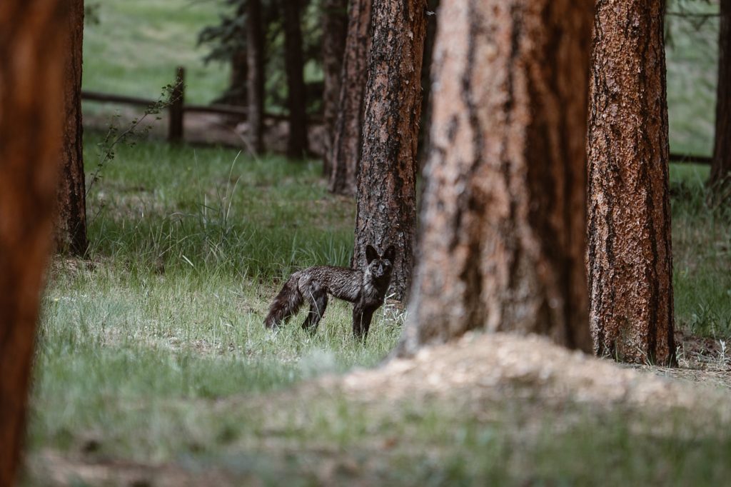 Evergreen Lakehouse Wedding 