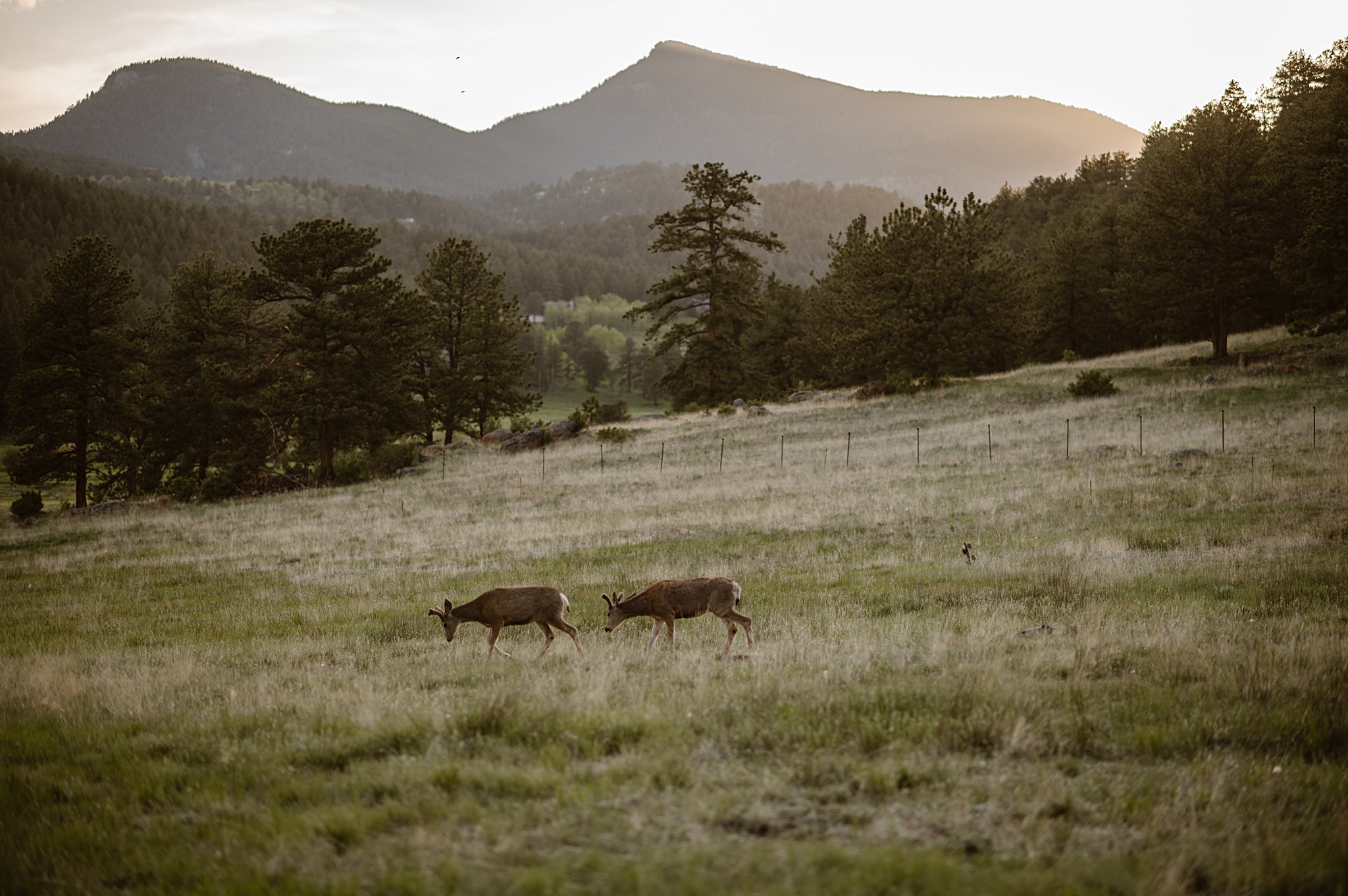 Deer Creek Valley Ranch Wedding