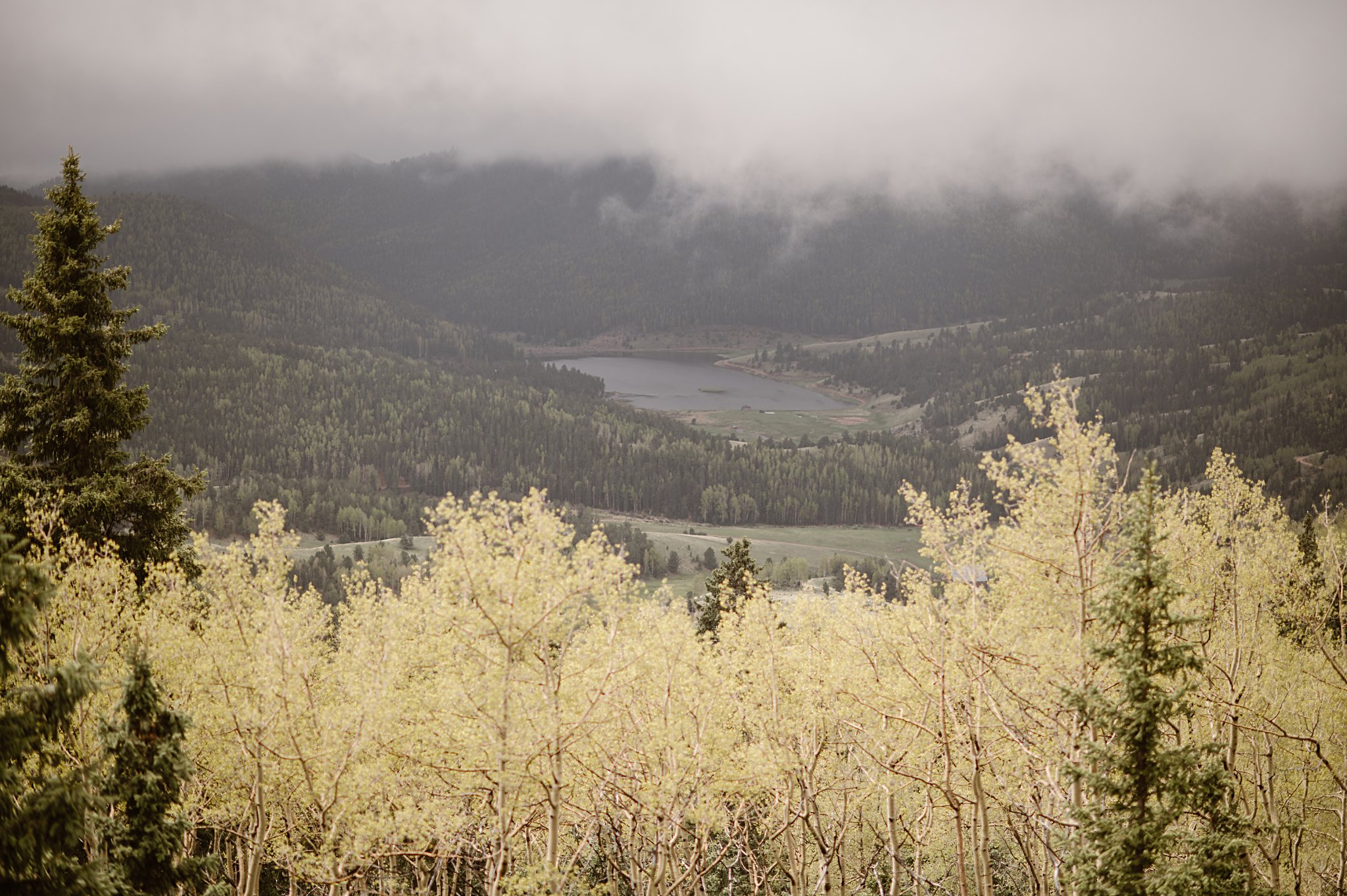 Rhize Colorado Wedding