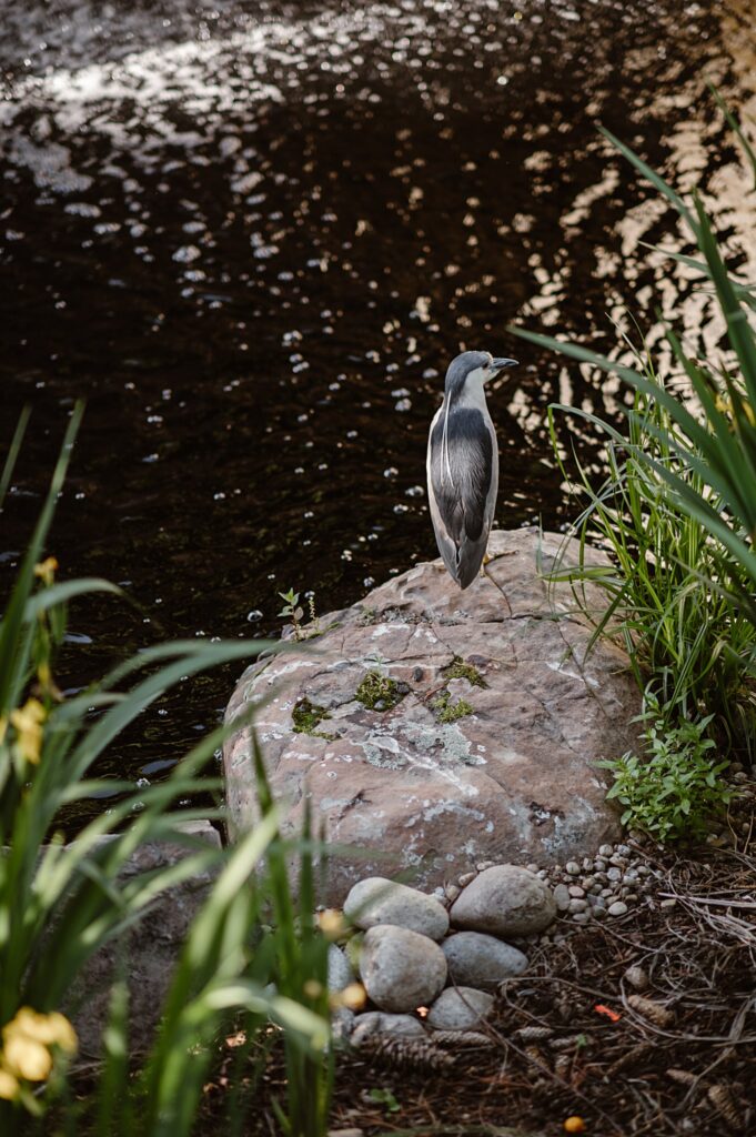 Denver Botanic Gardens Wedding