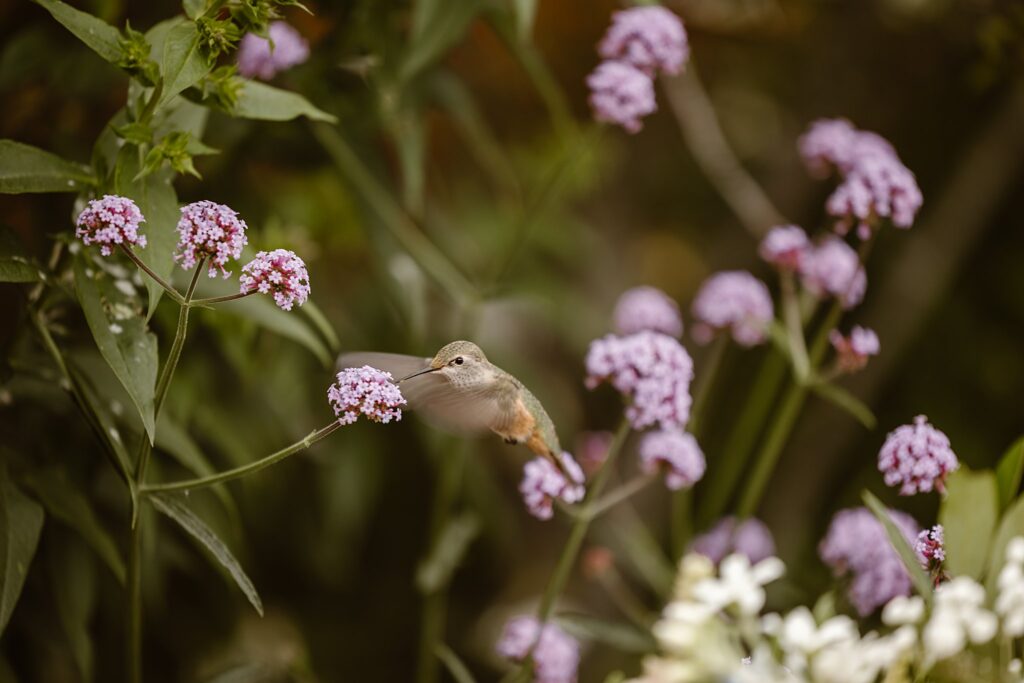 Donovan Pavilion Vail Wedding