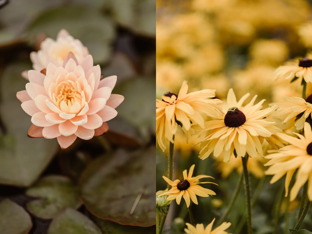 Denver Botanic Gardens Wedding